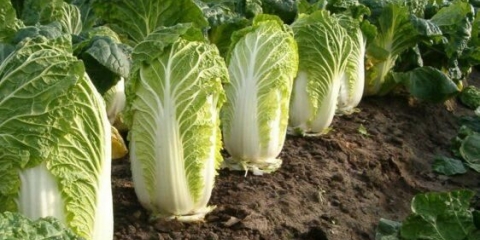 Kako sačuvati kineski kupus za zimu kod kuće